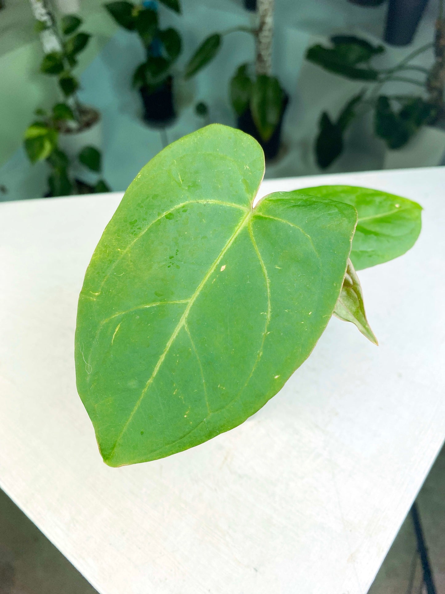 Anthurium "Ace Of Spades" (3:B14) [1357] | Exact Plant