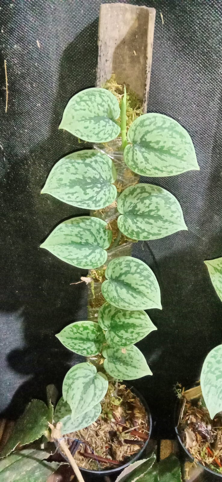 その他観葉植物 scindapsus matcha Minarin＊House Plants Interior (@minas_greenheim