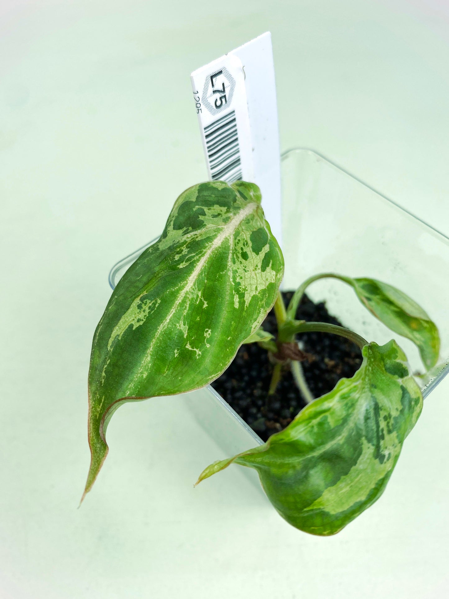 Philodendron gloriosum Variegated / mutation (3:L75) [1295] | Rare Aroid | Exact Plant