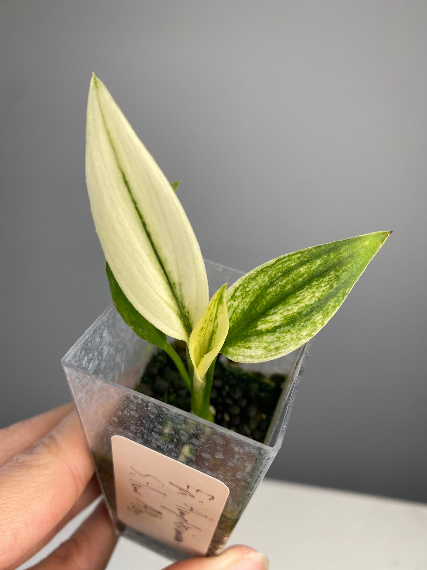philodendron amplissimum silver Epipremnum amplissimum Silver Albo variegated TC Plantlet Grower's Choice *In Stock* Acclimated (In Stock)