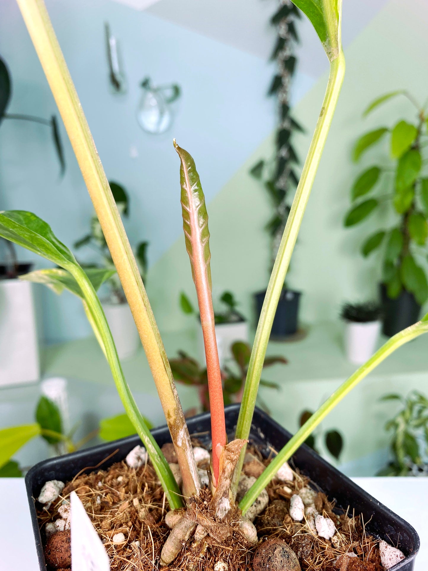 Anthurium "Sweeta Pink" variegated (3:V6) [672] | Rare Aroid | Exact Plant