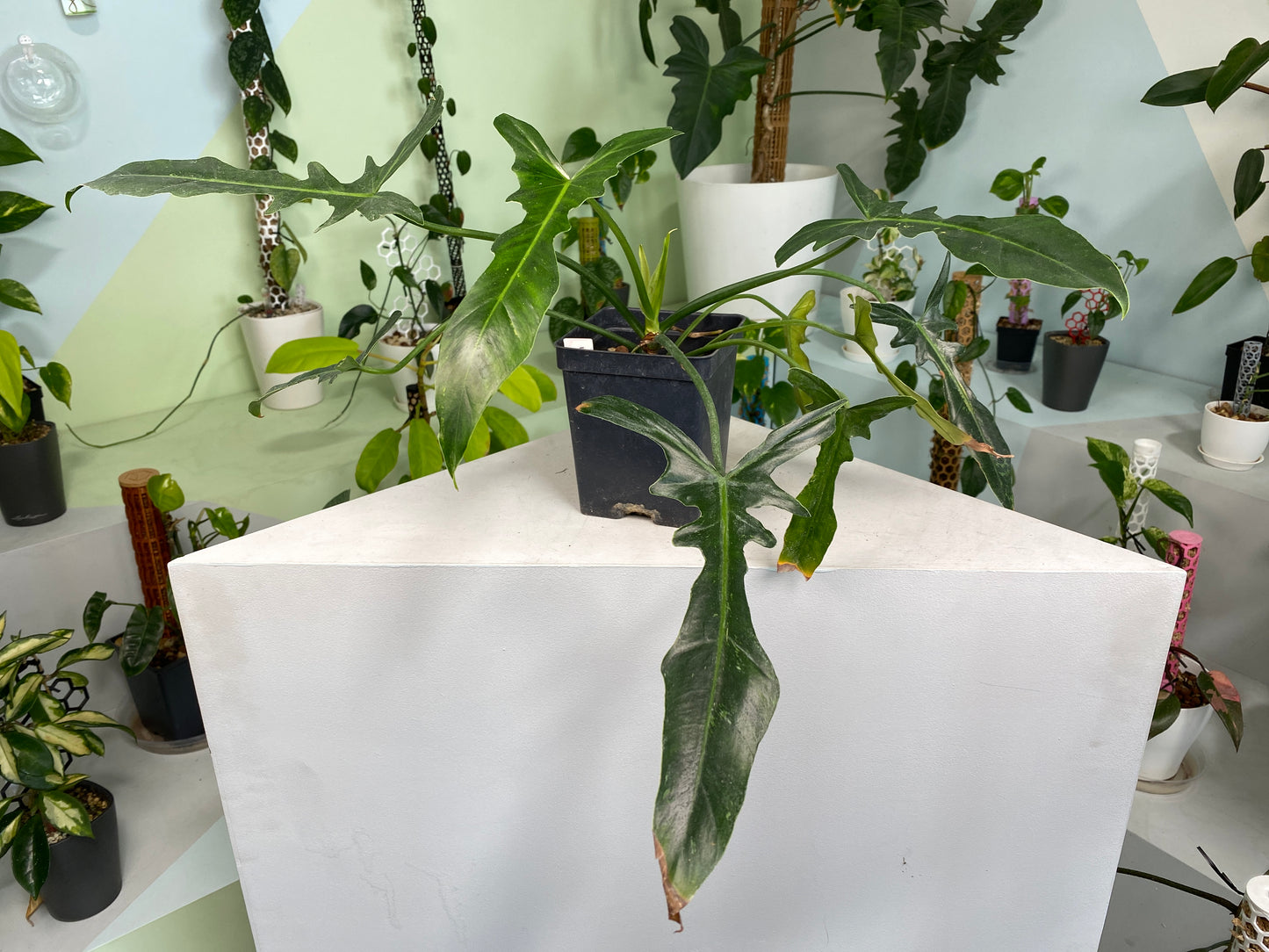 Philodendron "Golden Dragon Narrow" variegated (3:I3) [737] | US Seller | In-Stock