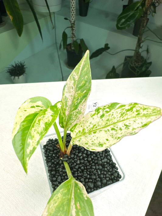 Anthurium hookeri black pink form variegated Real Black Pink (3:Y2) [1355] | Exact Plant