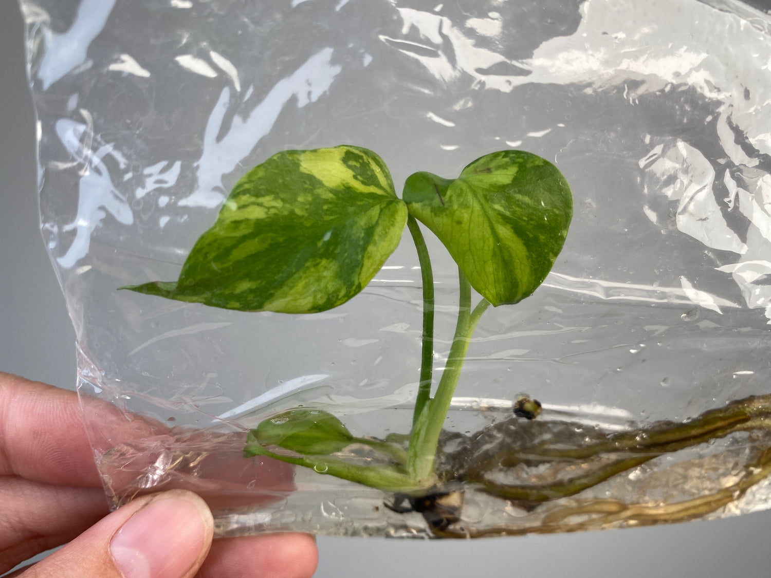 monstera deliciosa licht Monstera deliciosa Electro Light variegated TC Plantlet Grower's Choice *In Stock* Acclimated (Premium) (In Stock)