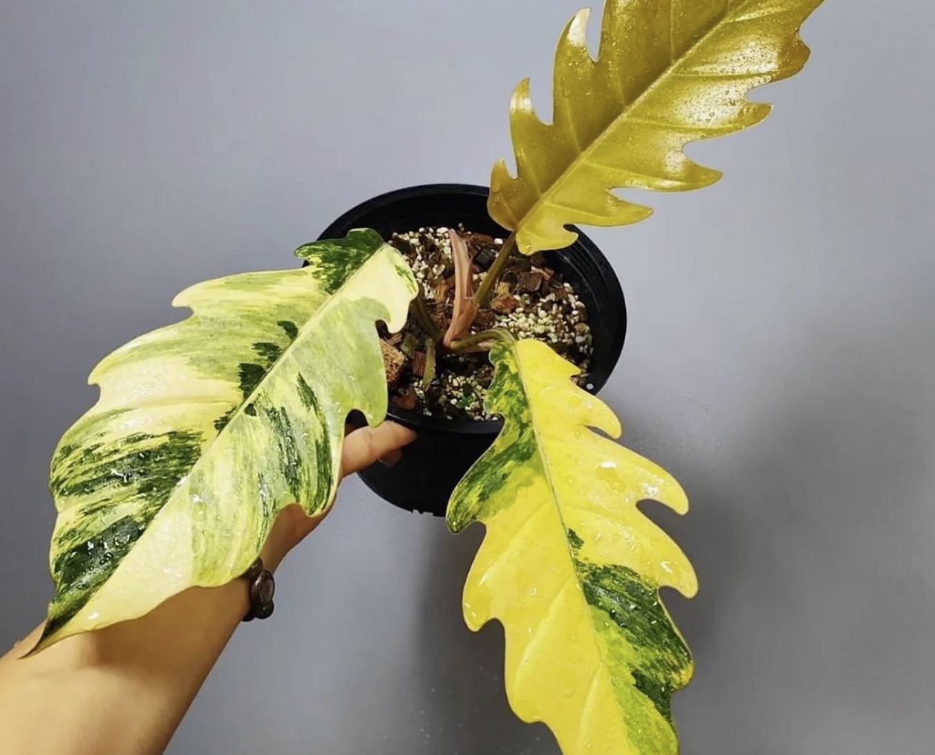Philodendron "Carmel Marble" variegated TC plantlet *Preorder* (3533P:2) | US-Based Seller | Rare Aroid
