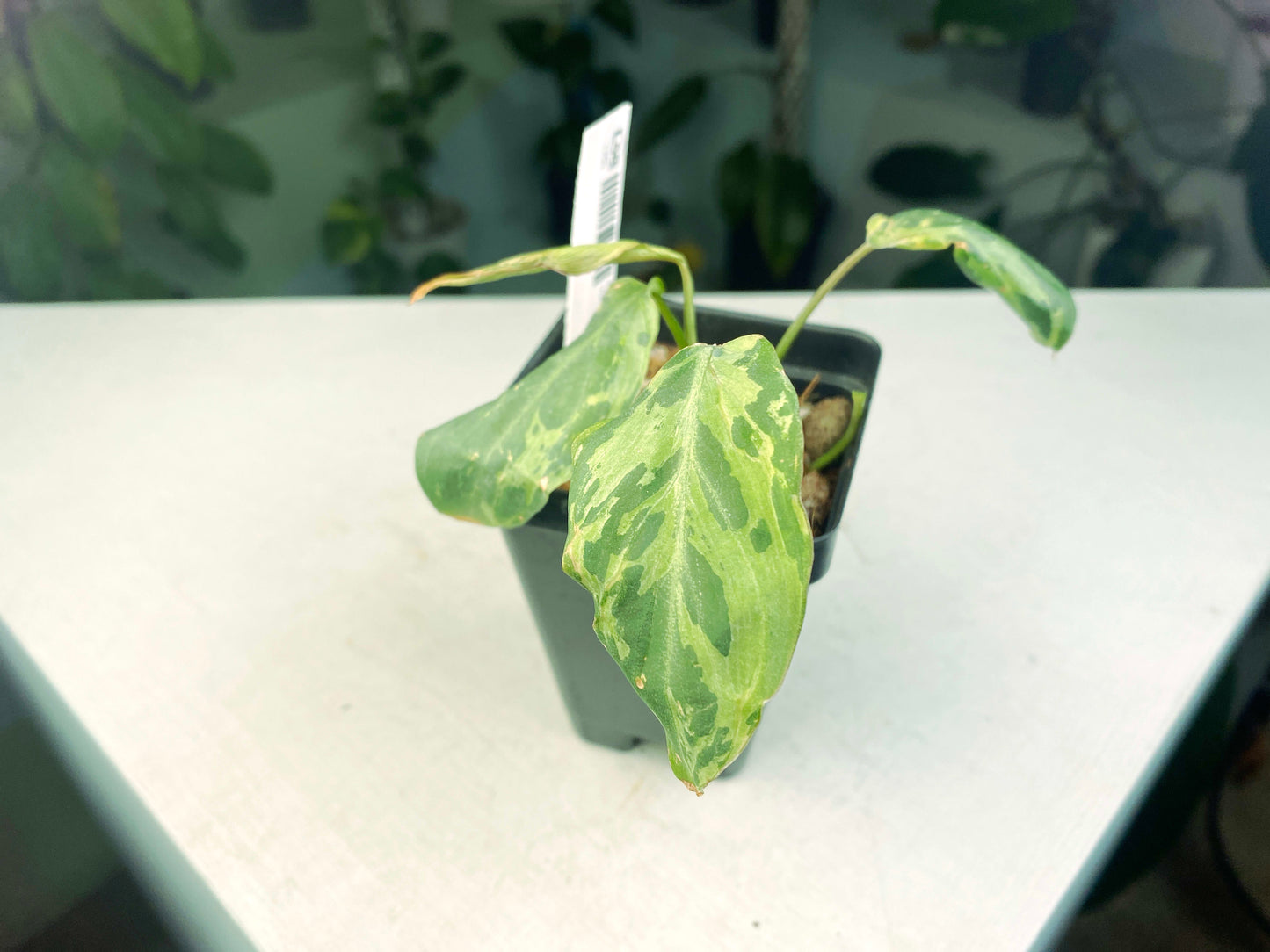 Philodendron gloriosum Variegated / mutation (3:L58) [1295] | US Seller | Rare Aroid | Exact Plant | In-Stock
