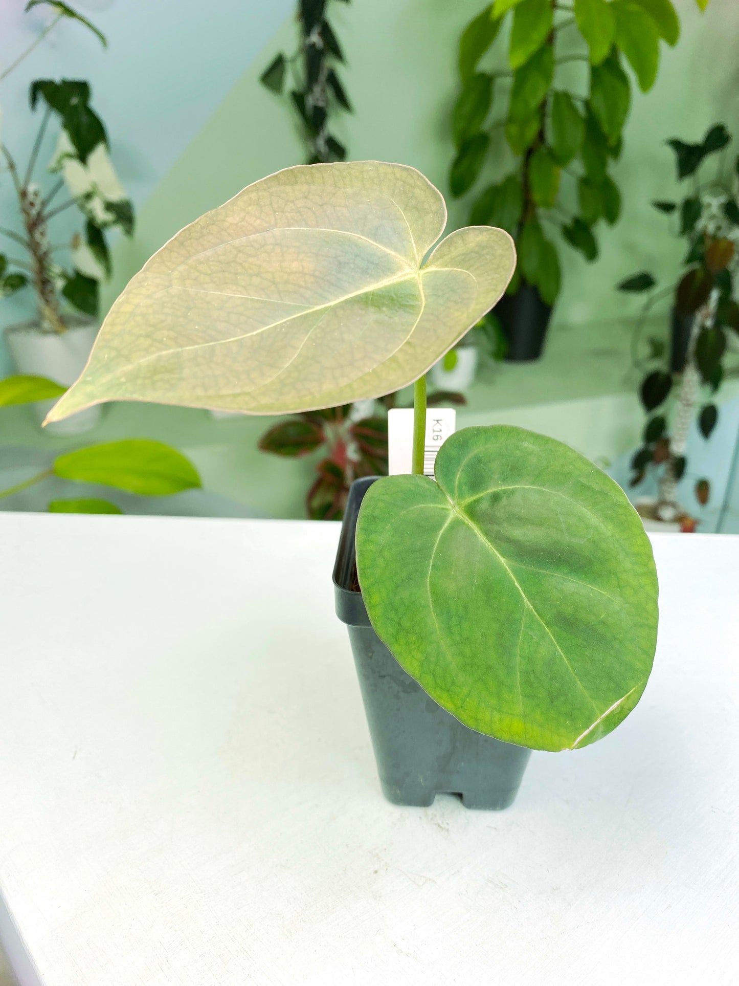 Anthurium papillilaminum X-One hybrid SM (3:K16) [1339] | Rare Aroid | Exact Plant