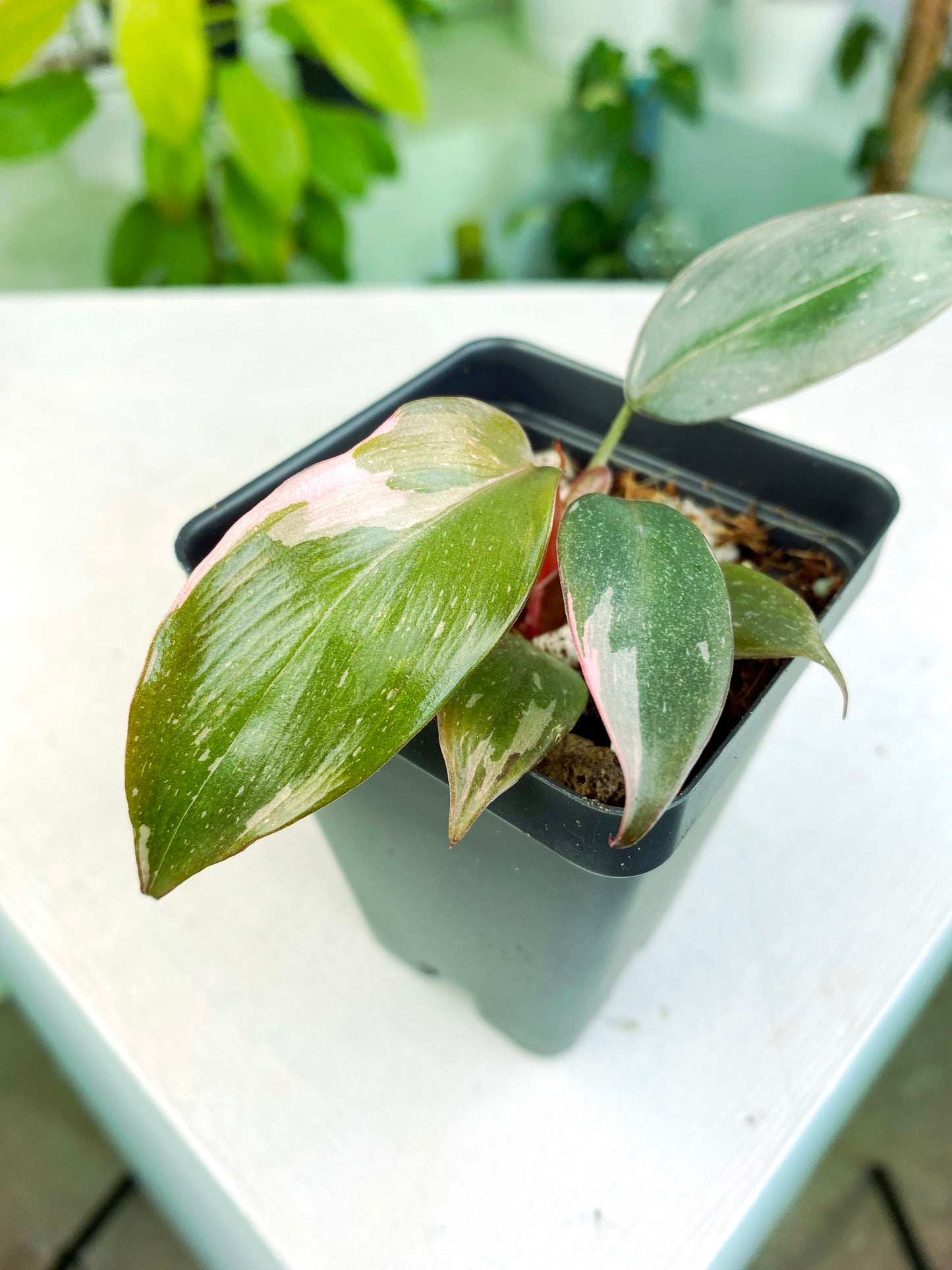 Philodendron Pink Princess "Galaxy" variegated (3:R1) [1343] | US Seller | Exact Plant | In-Stock