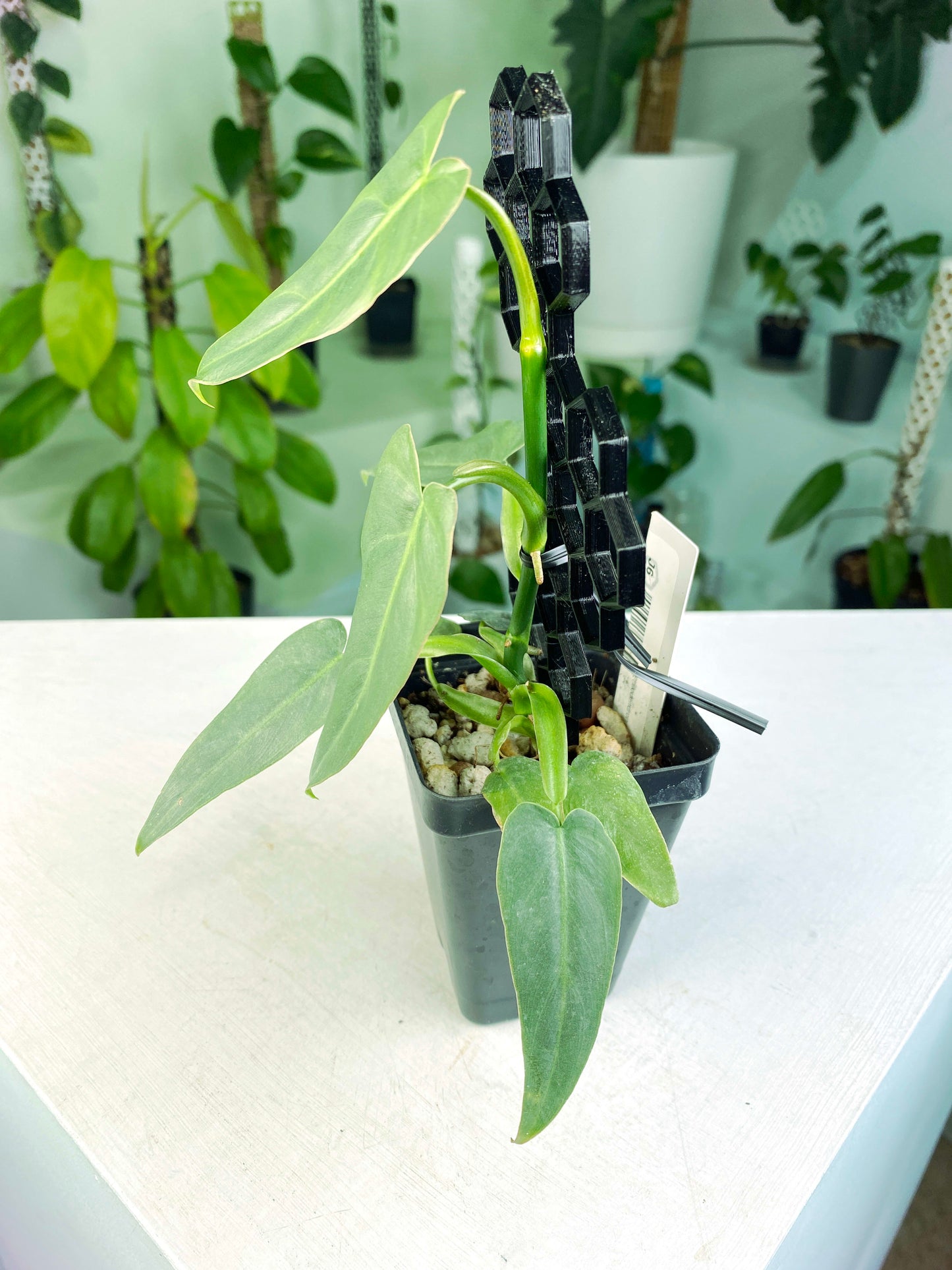 Philodendron maximum (3:J6) [1150] | US Seller | Rare Aroid | Exact Plant | In-Stock