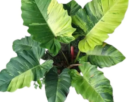 Philodendron "Jungle Fever" variegated TC plantlet Grower's Choice *Now In Stock* (3537P:3)