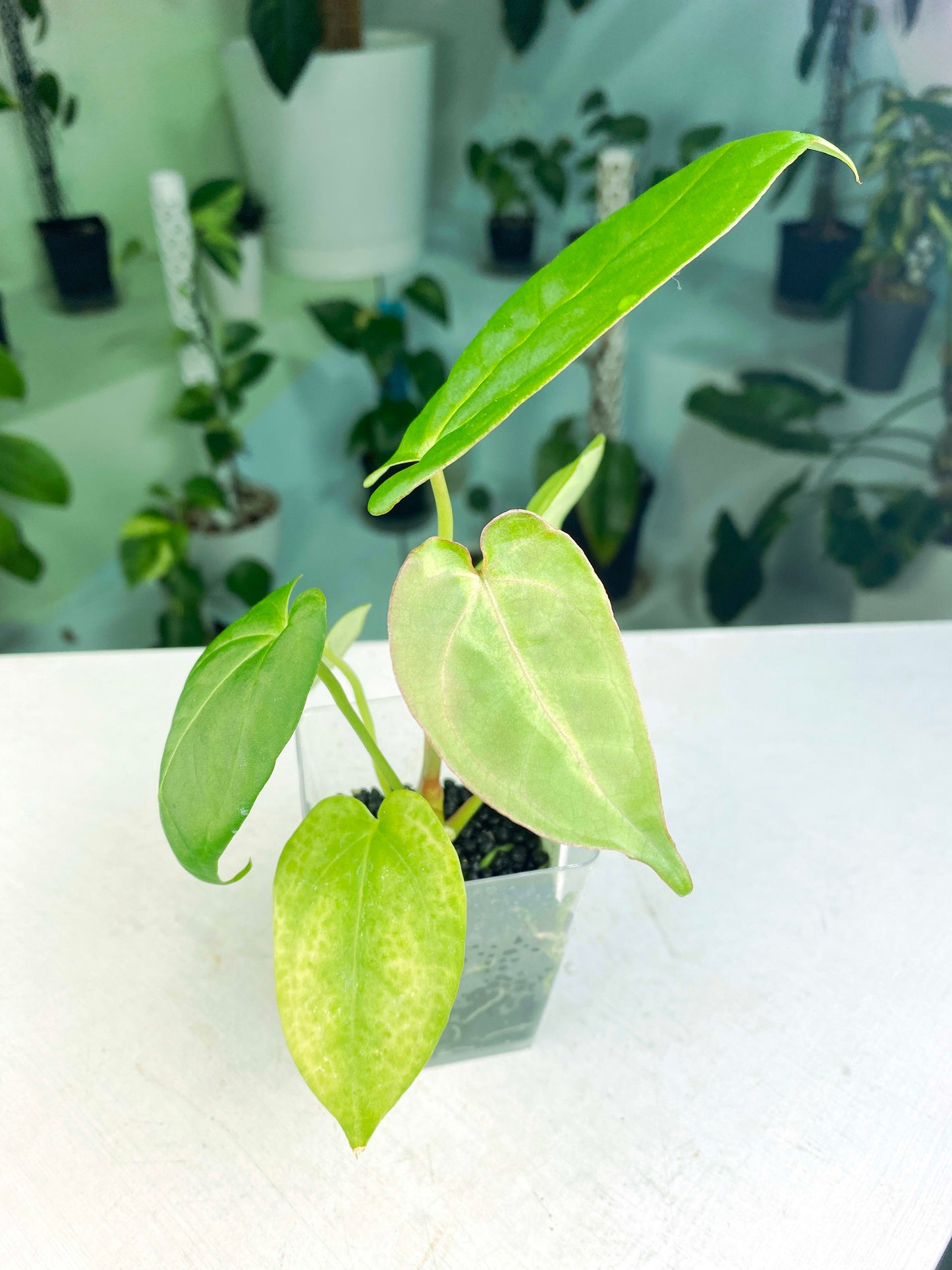 Anthurium papillilaminum X-One hybrid SM (3:K12) [1339] | US Seller | Exact Plant | In-Stock