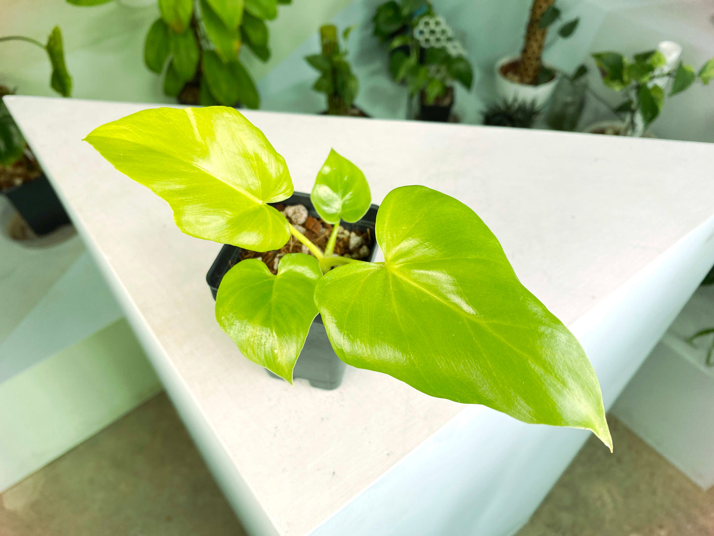 Philodendron warscewiczii "Aurea Flavum" (3:E50) [1122] | US Seller | Exact Plant | In-Stock