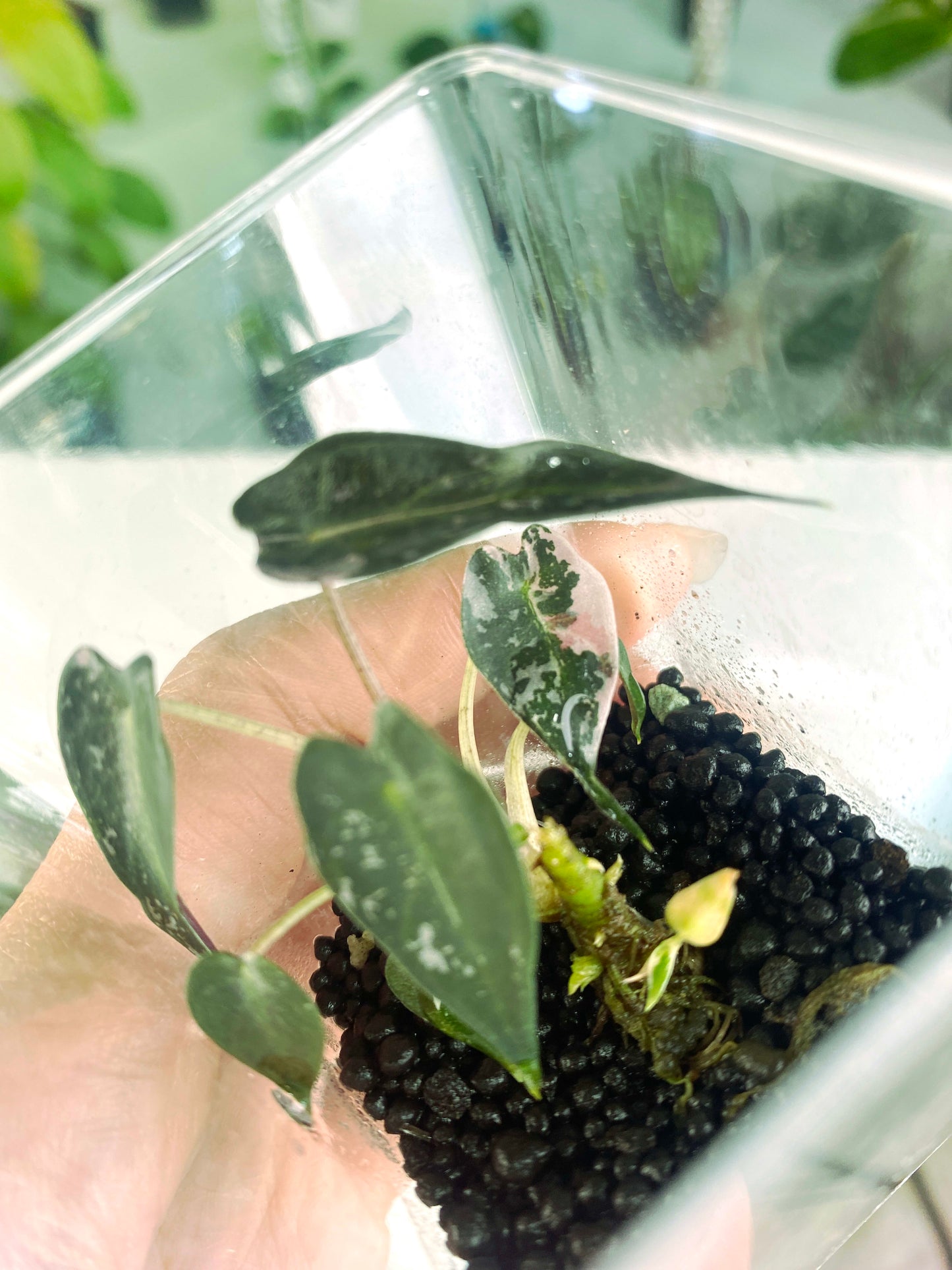 Alocasia "Bambino" variegated (2:C4) [1272] | US Seller | Rare Aroid | Exact Plant | In-Stock