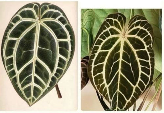 Anthurium "Minahasa" *Preorder* (5559P:G) | Rare Aroid