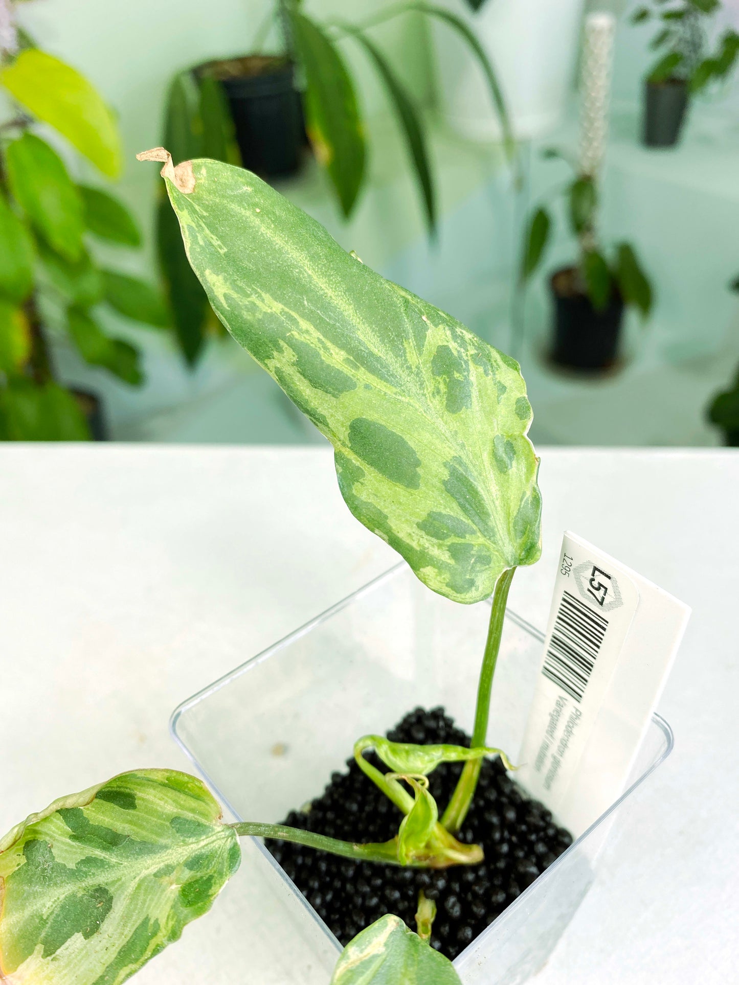 Philodendron gloriosum Variegated / mutation (3:L57) [1295] | Exact Plant