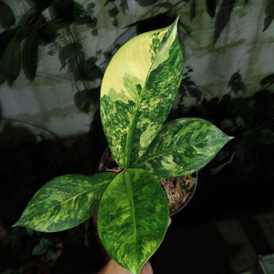 Dieffenbachia "Big Ben" variegated *Preorder* (5733P:G) | Rare Aroid