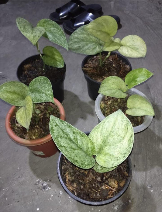 Scindapsus pictus "Exotica Mint" variegated *Preorder* (6107P:G) | Rare Aroid