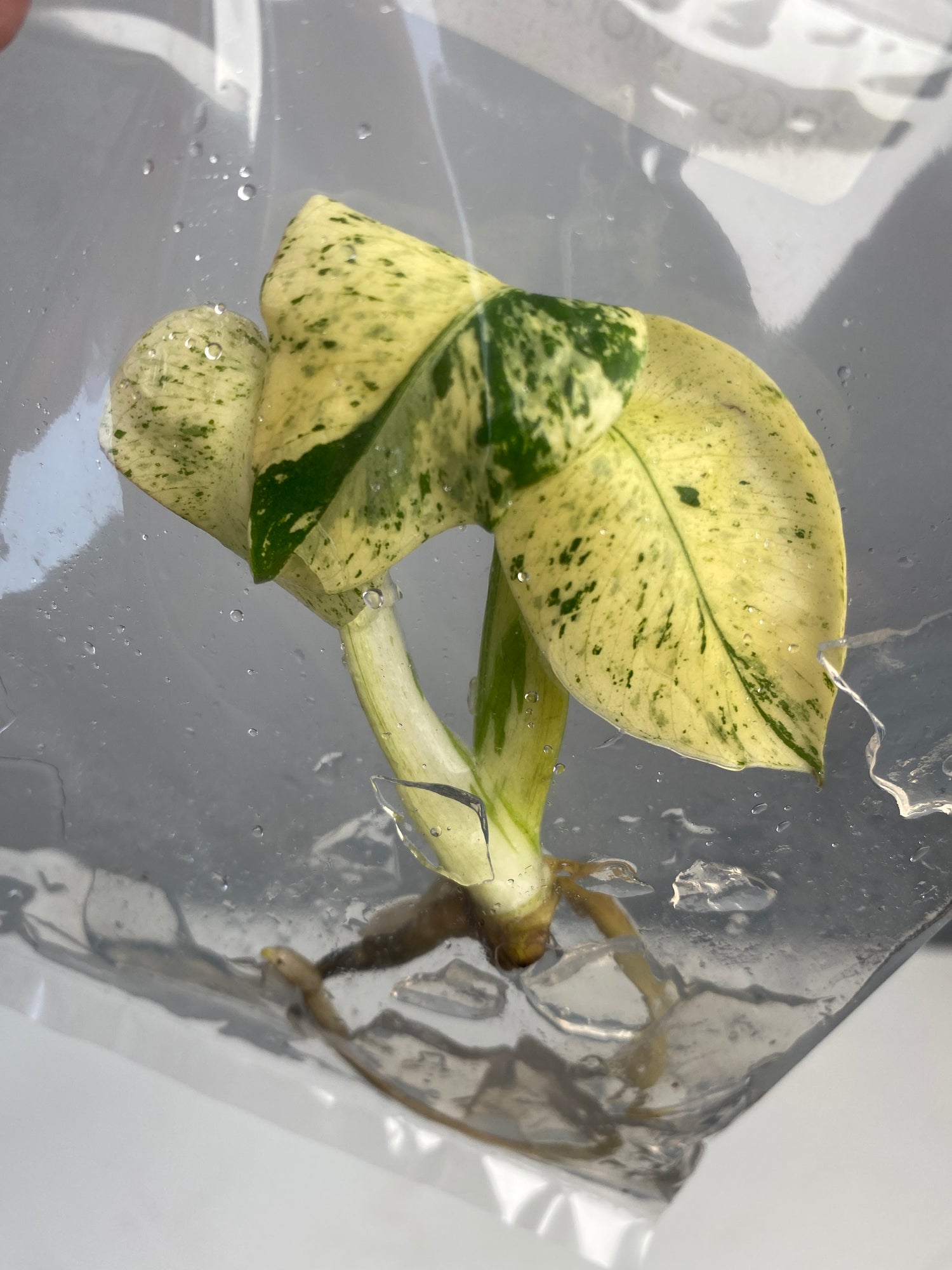 monstera white monster Monstera White Monster Denser (White Monster mutation) variegated *Pre