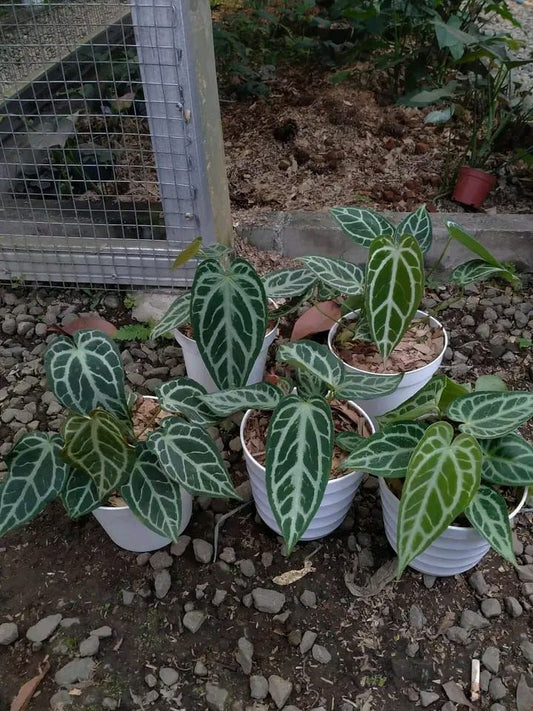 Anthurium "Silver chrome" × warocqueanum *Preorder* (5552P:G) | Rare Aroid
