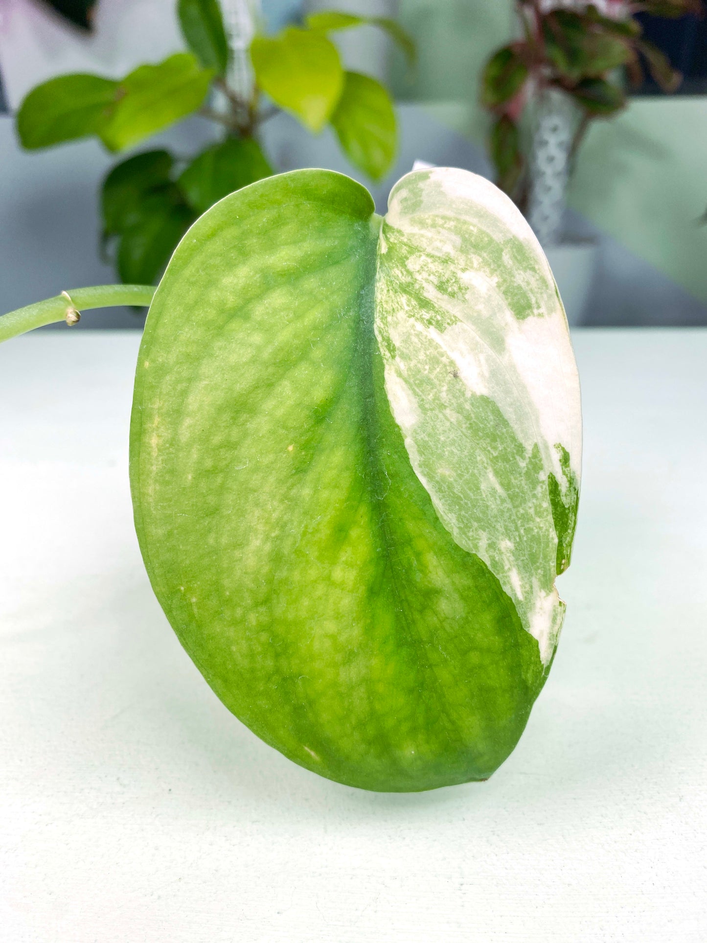 Scindapsus pictus "Jade Satin" albo (3:Y5) [1389] | Exact Plant