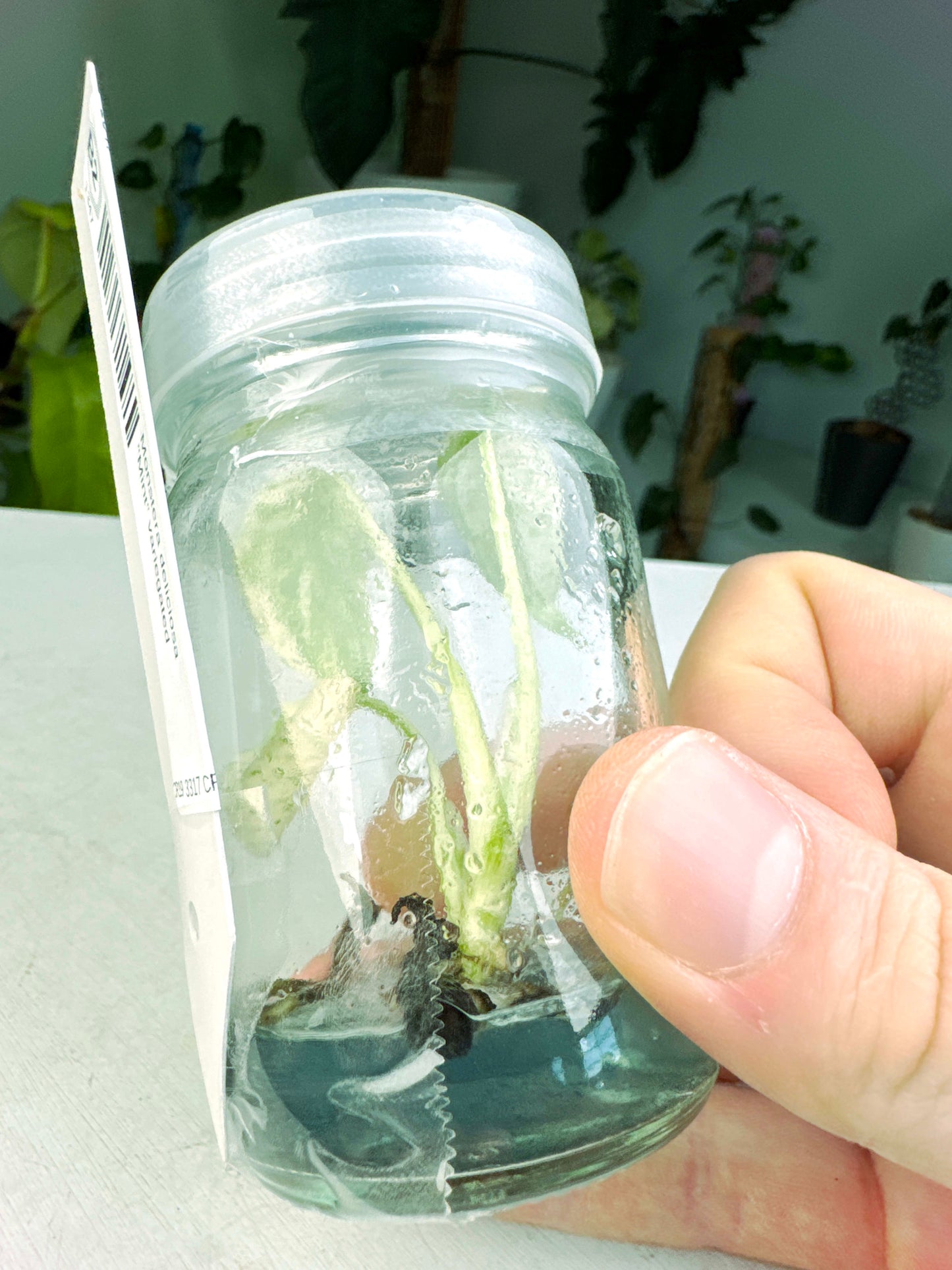 Monstera deliciosa "Mint" variegated in-vitro (3:B2) [1347] | US Seller | Rare Aroid | Exact Plant | In-Stock