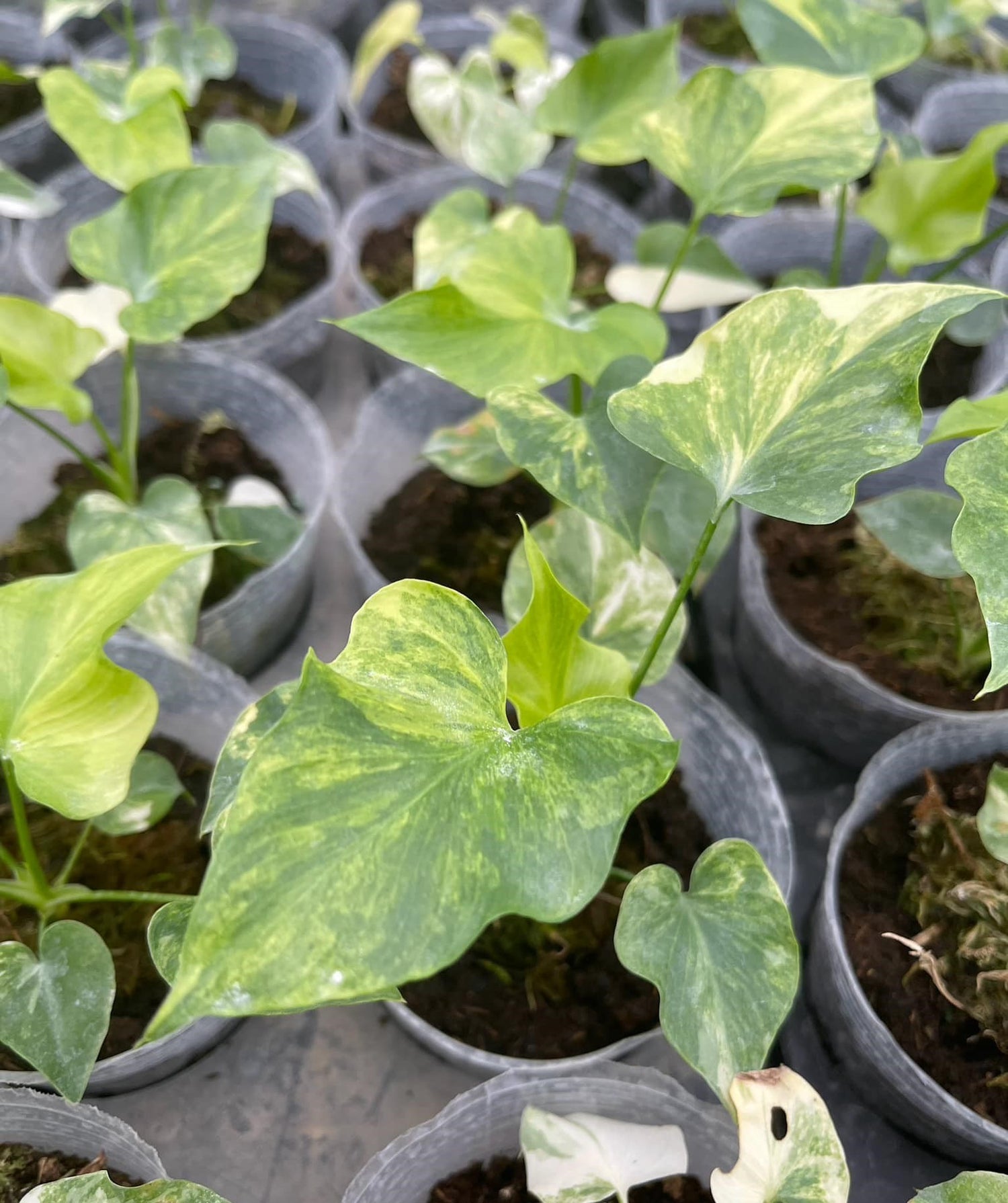 anthurium selloum Thaumatophyllum bipinnatifidum "Selloum" variegated TC Plantlet *Preor