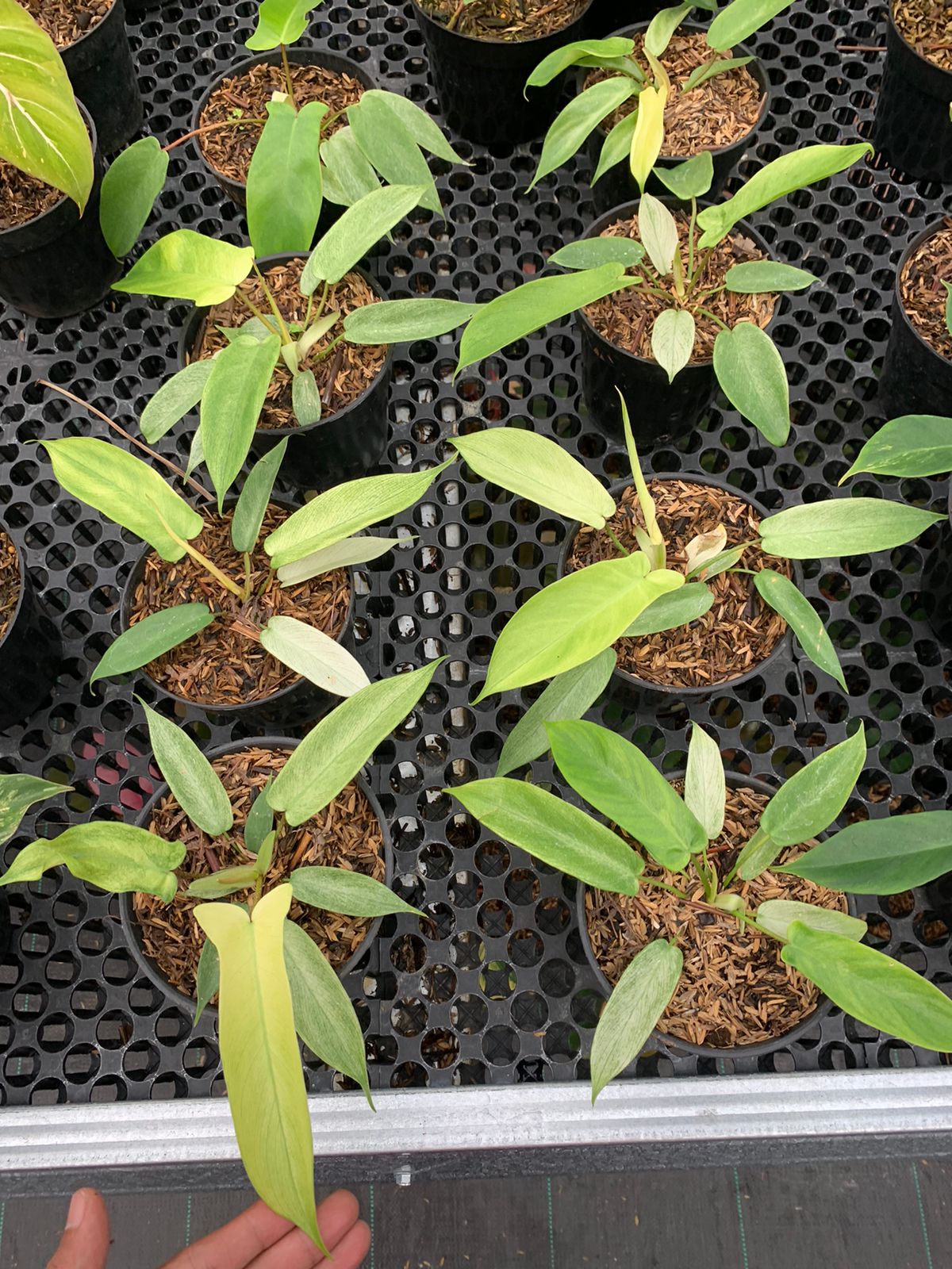 Philodendron "Florida Ghost" x squamiferum variegata variegated *Preor