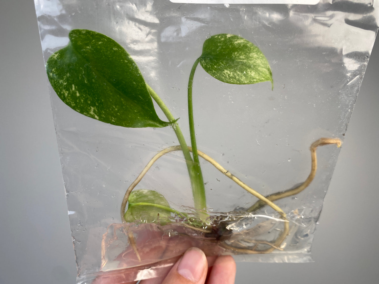 mint monstera for sale Monstera deliciosa "Mint" variegated TC Plantlet Grower's Choice *In S – OrchidBox