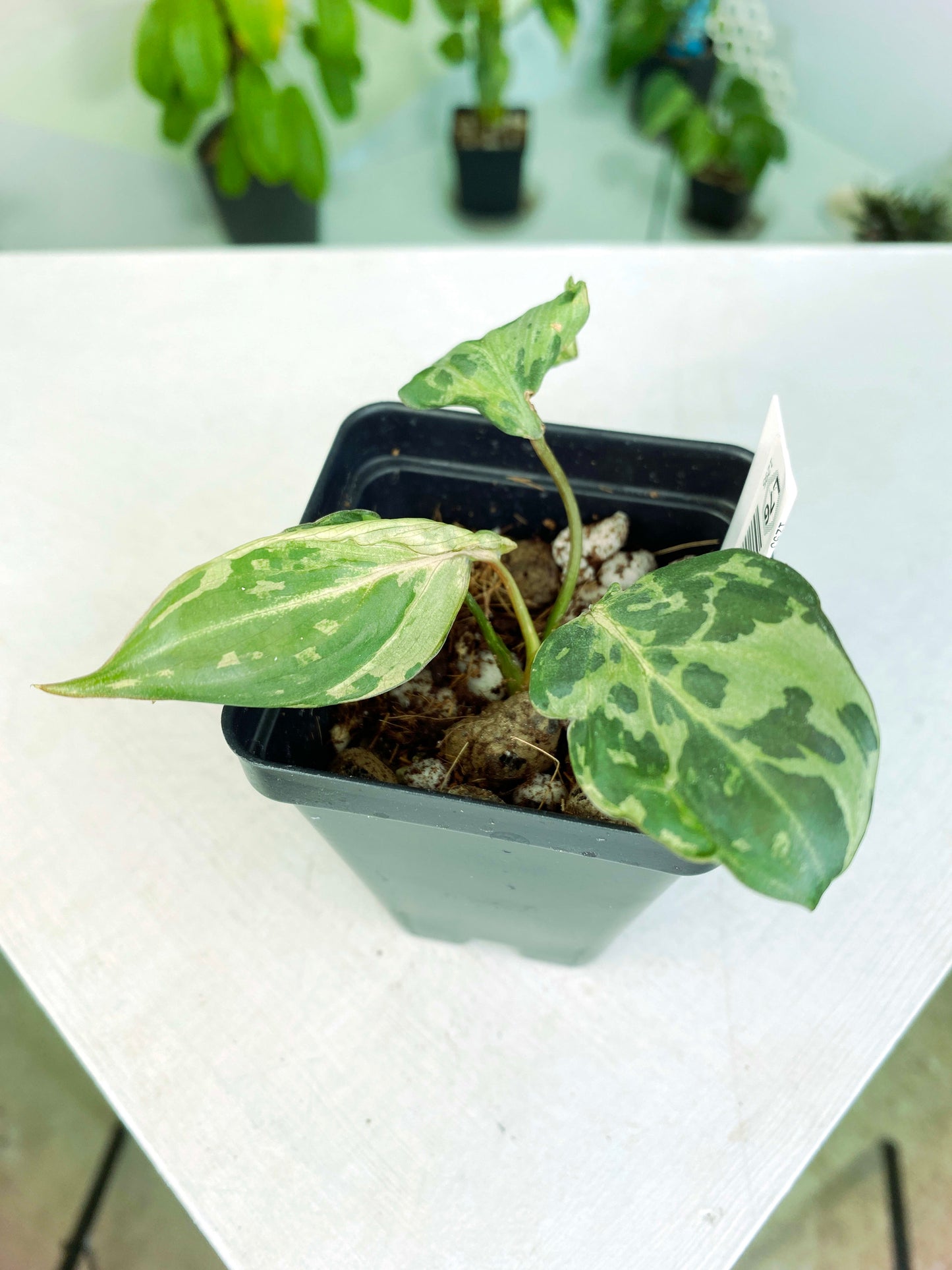 Philodendron gloriosum Variegated / mutation (3:L76) [1295] | US Seller | Rare Aroid | Exact Plant | In-Stock
