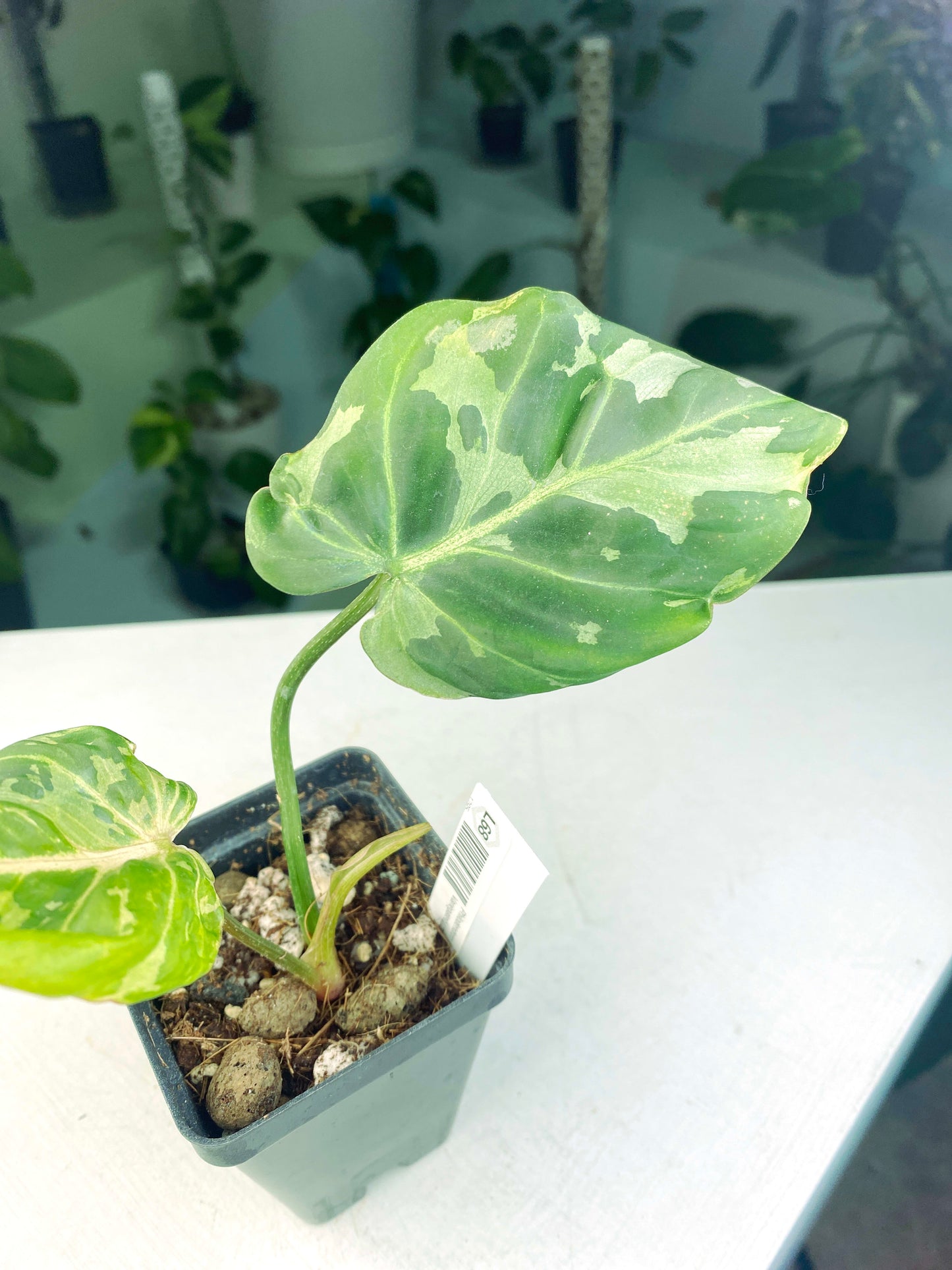 Philodendron gloriosum Variegated / mutation (3:L68) [1295] | US Seller | Rare Aroid | Exact Plant | In-Stock