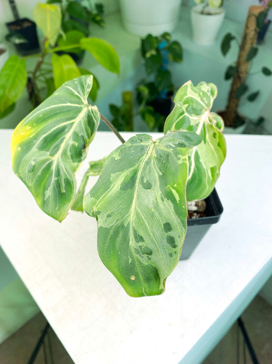 Philodendron gloriosum Variegated / mutation (3:L19) [1295] | US Seller | Rare Aroid | Exact Plant | In-Stock
