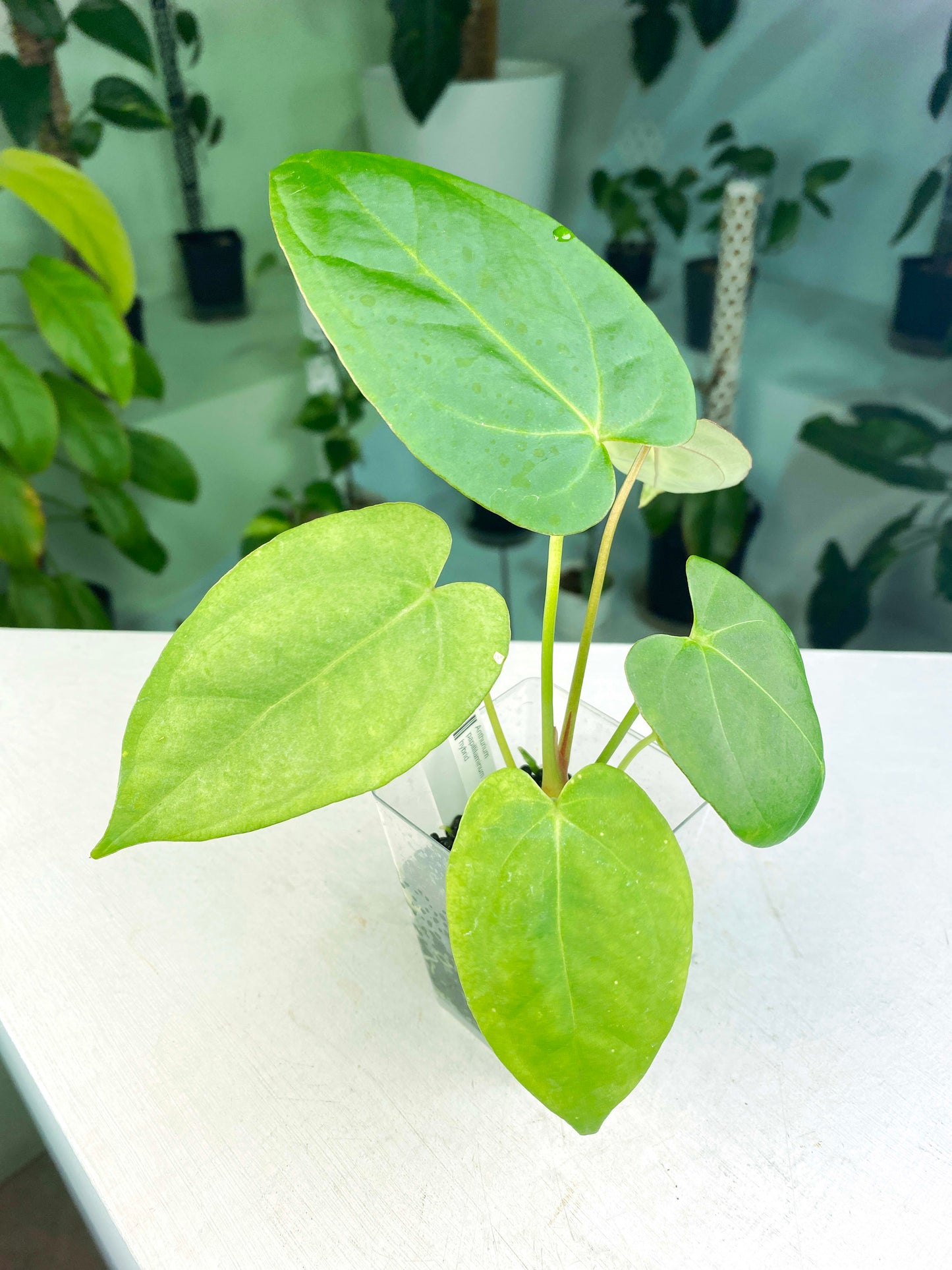 Anthurium papillilaminum X-One hybrid SM (3:K12) [1339] | US Seller | Exact Plant | In-Stock