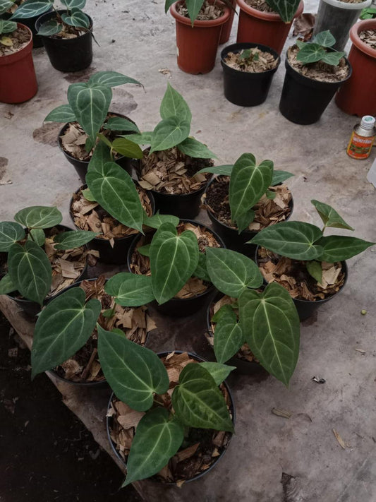 Anthurium papillilaminum "Legends" *Preorder* (5653P:G) | US-Based Seller
