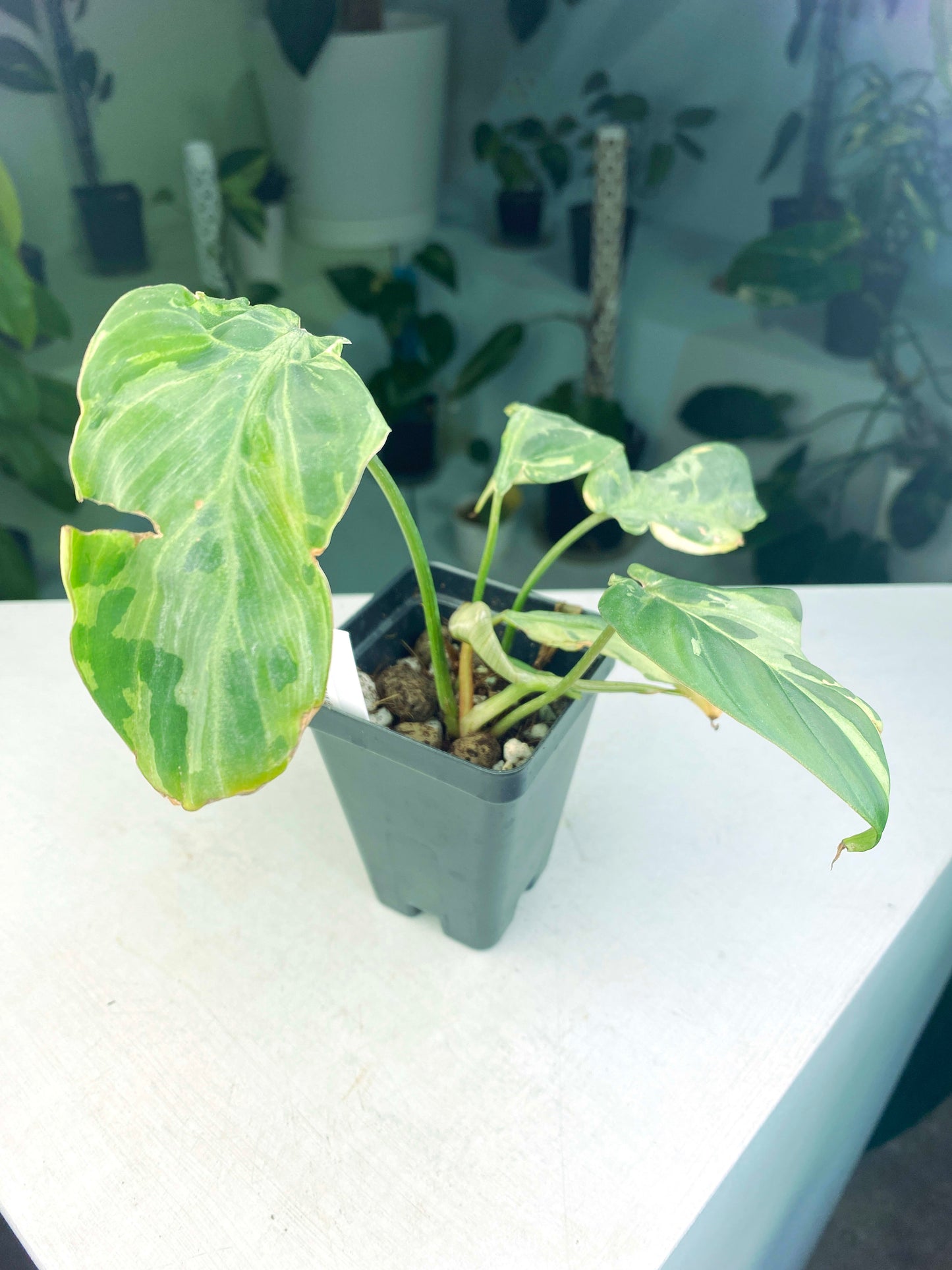 Philodendron gloriosum Variegated / mutation (3:L62) [1295] | US Seller | Rare Aroid | Exact Plant | In-Stock