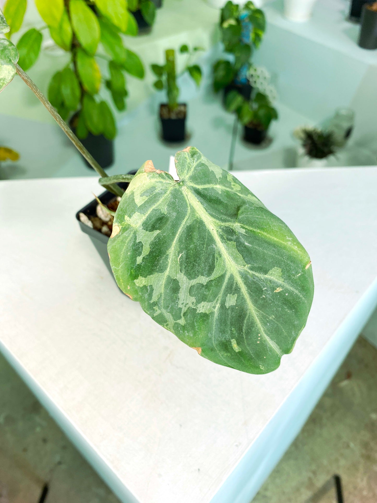 Philodendron gloriosum Variegated / mutation (3:L35) [1295] | US Seller | Rare Aroid | Exact Plant | In-Stock
