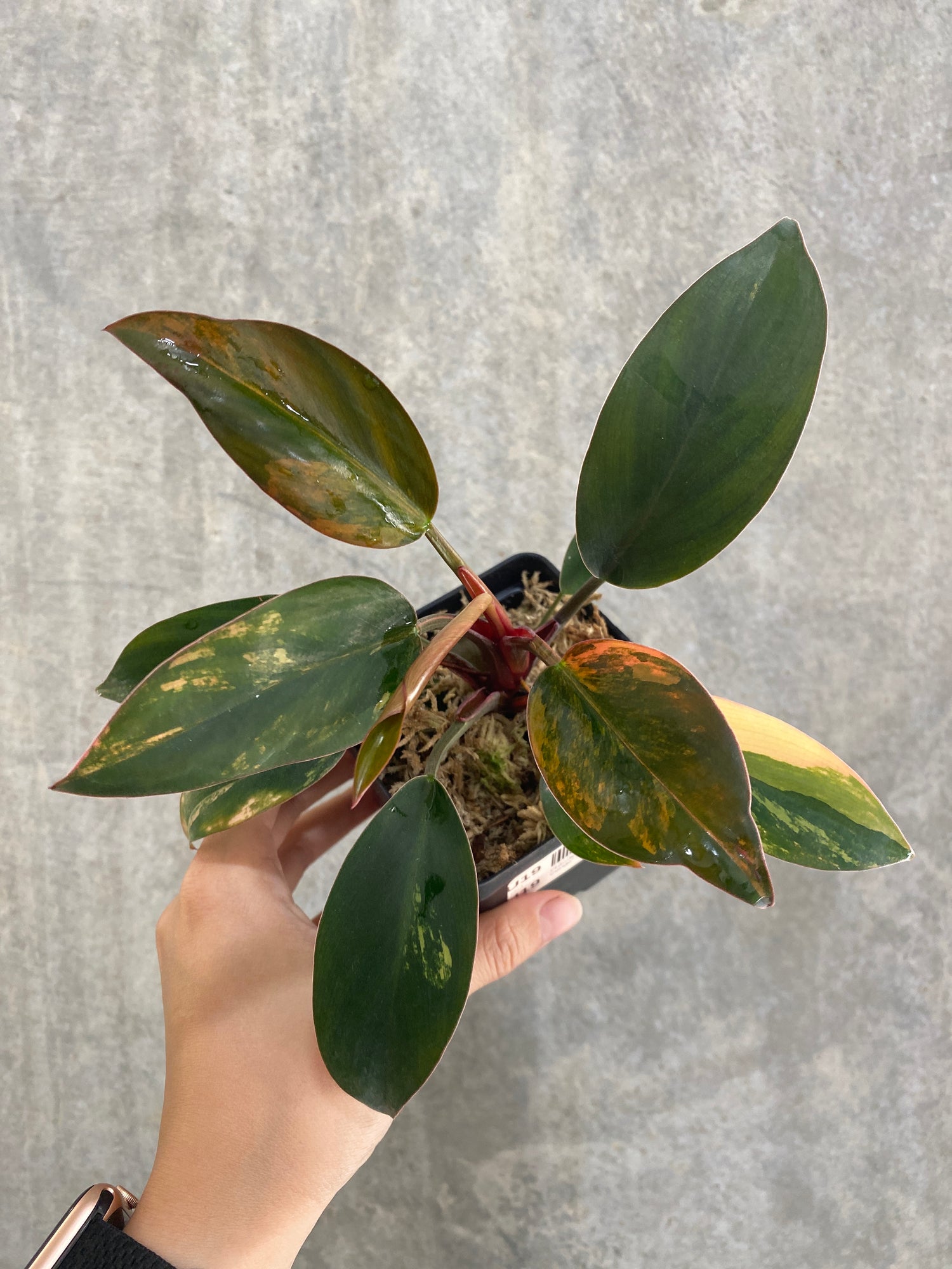 variegated philodendron red congo Philodendron Red Congo variegated Grower's Choice *In Stock*