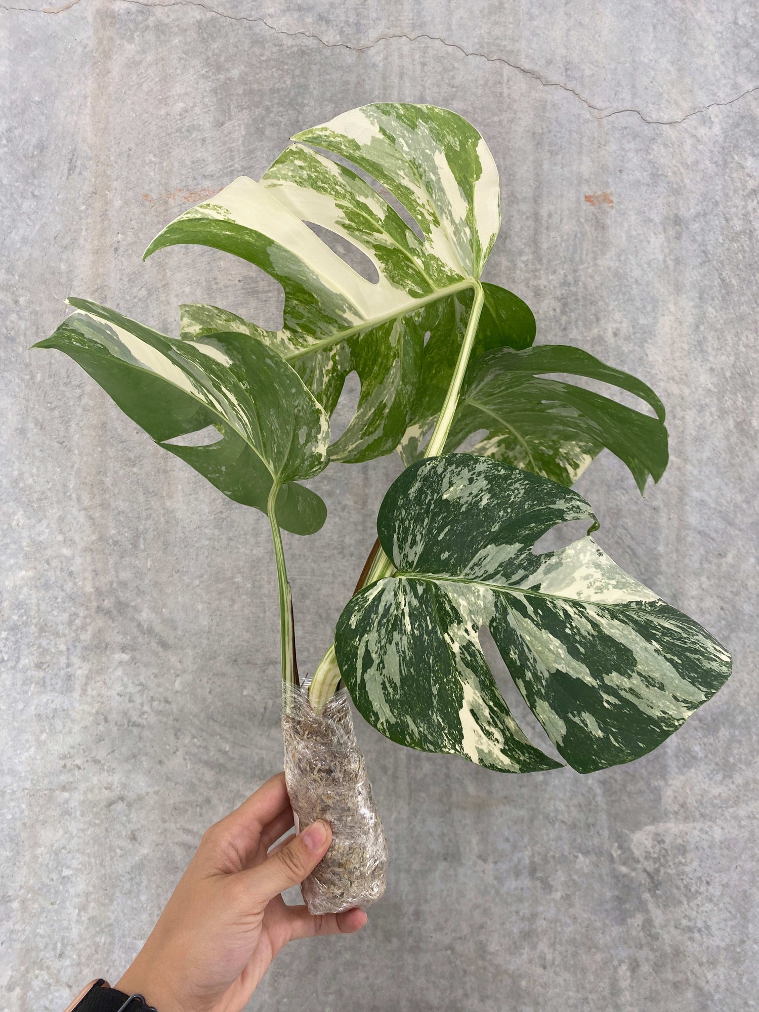 monstera deliciosa albo variegata live plant for sale us Monstera deliciosa "Albo-variegata" variegated 2-3 Leaves Grade A *Pre – OrchidBox