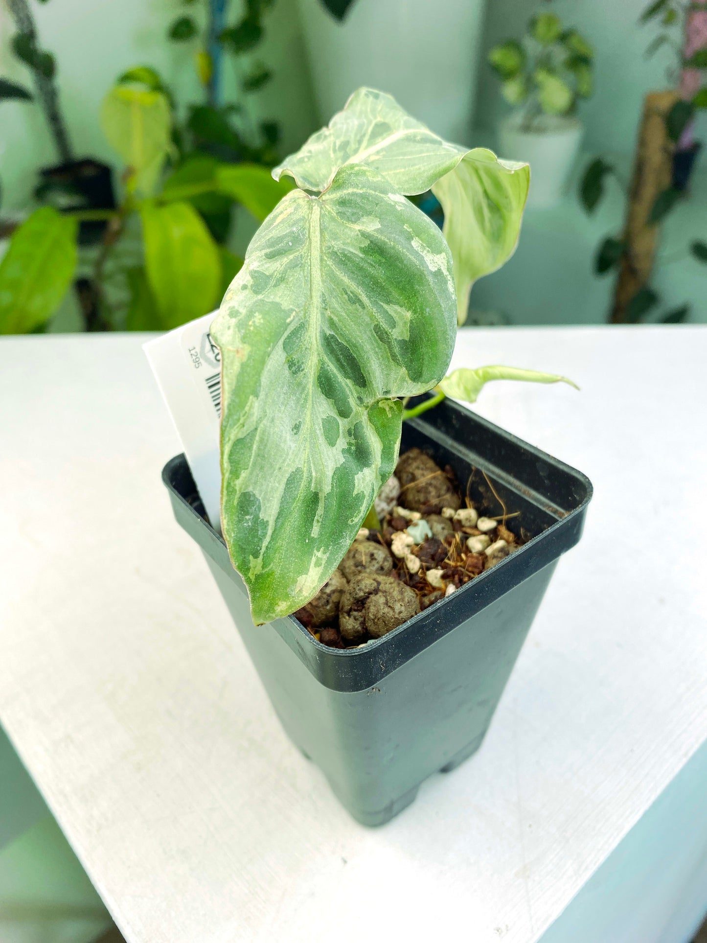 Philodendron gloriosum Variegated / mutation (3:L20) [1295] | US Seller | Rare Aroid | Exact Plant | In-Stock