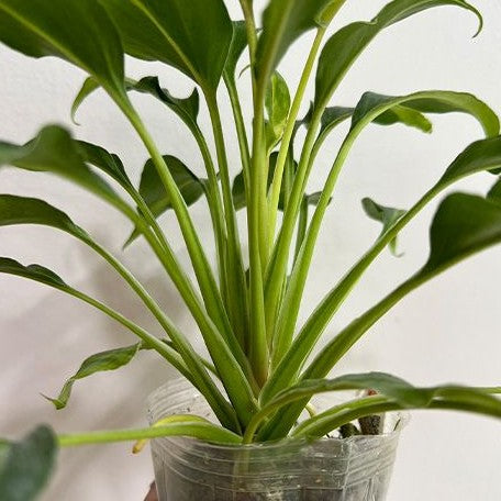 dwarf philodendrons Philodendron Xanadu Dwarf Variegated 2.5" Grower's Choice *In Stock*