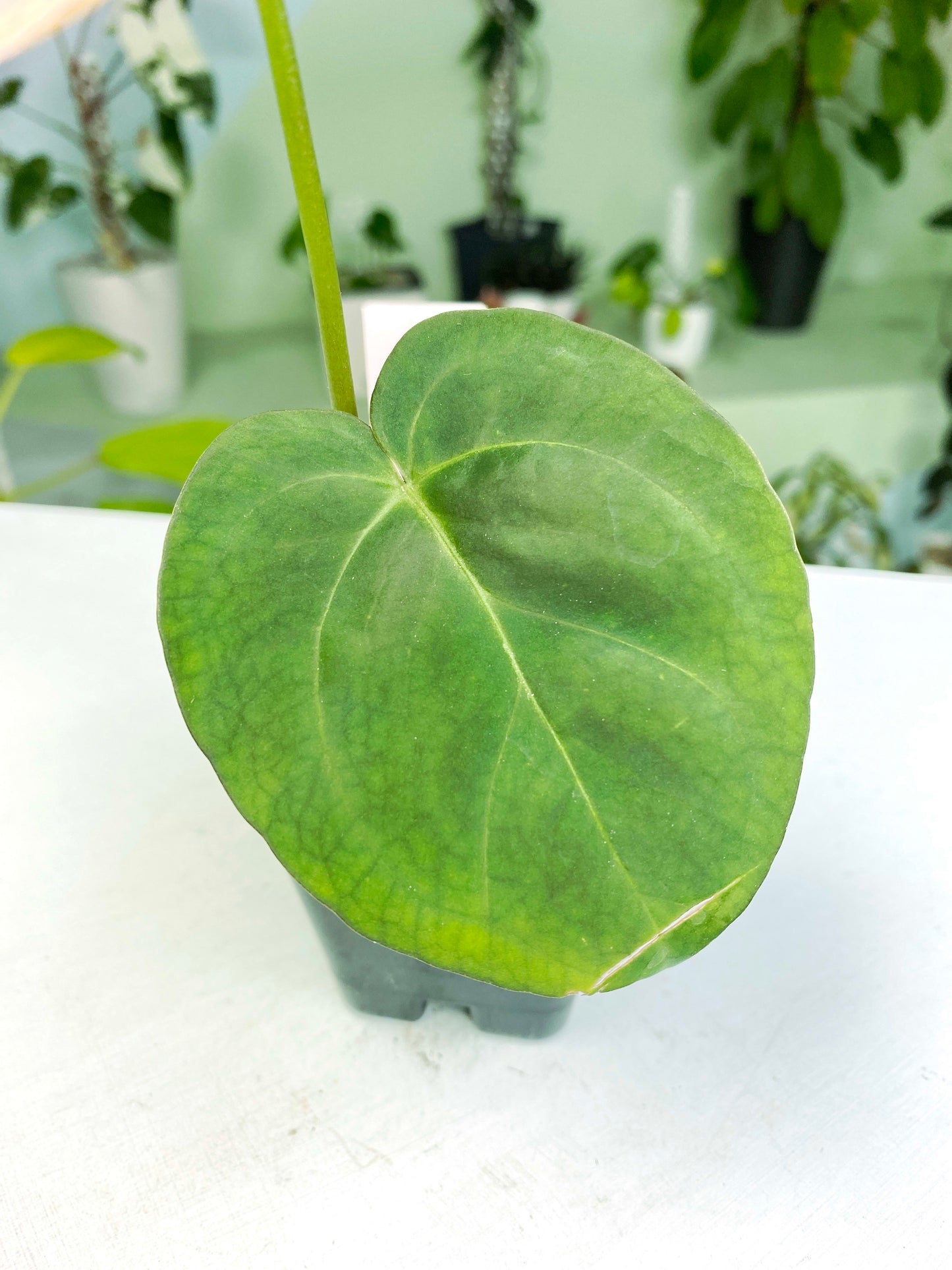 Anthurium papillilaminum X-One hybrid SM (3:K16) [1339] | Rare Aroid | Exact Plant