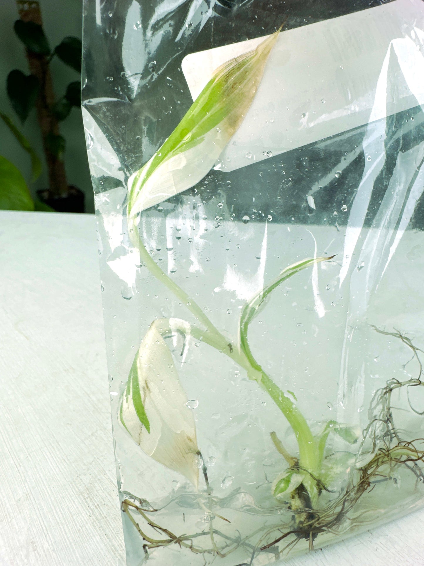 Musa "Florida Banana" (G:P3) [1366] | US Seller | Exact Plant | In-Stock