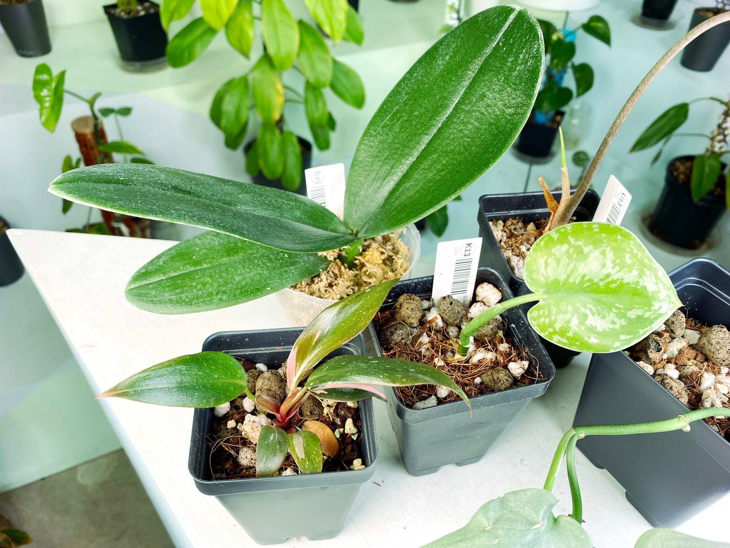 Scindapsus NOID Bundle (3:K13) [1250] | US Seller | Exact Plant | In-Stock
