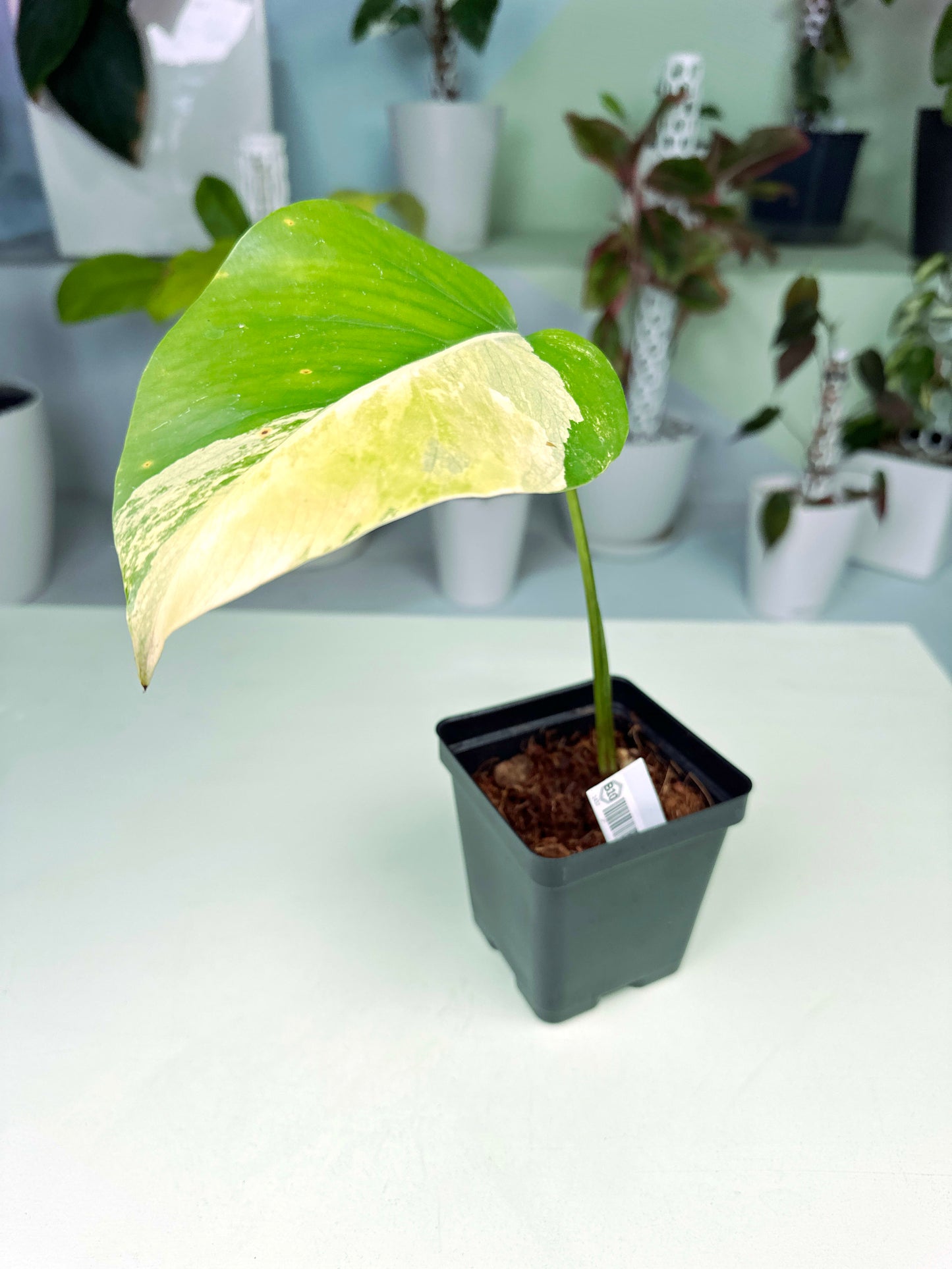 Monstera deliciosa "Aurea" tricolor variegated cutting (3:B10) [1437] | Rare Aroid | Exact Plant