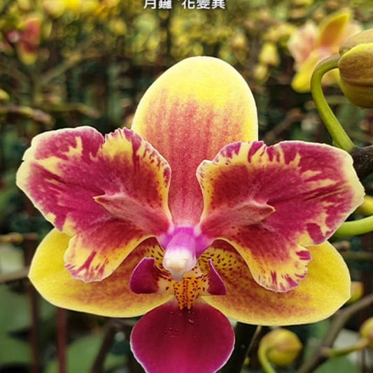 cc0421cb-25c1-40bb-aa7b-d8597df9c2ee.png