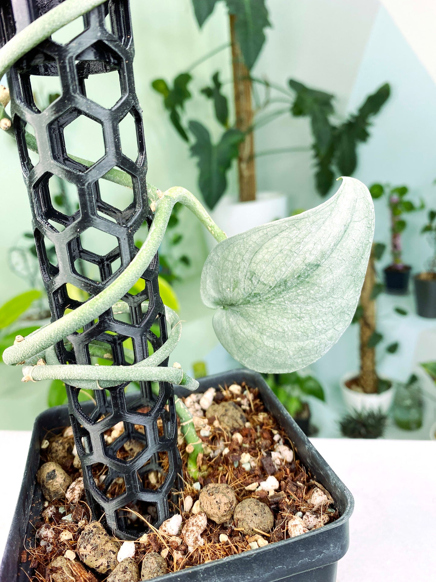 Scindapsus NOID Large - with free moss pole (3:K102) [1250] | US Seller | Exact Plant | In-Stock