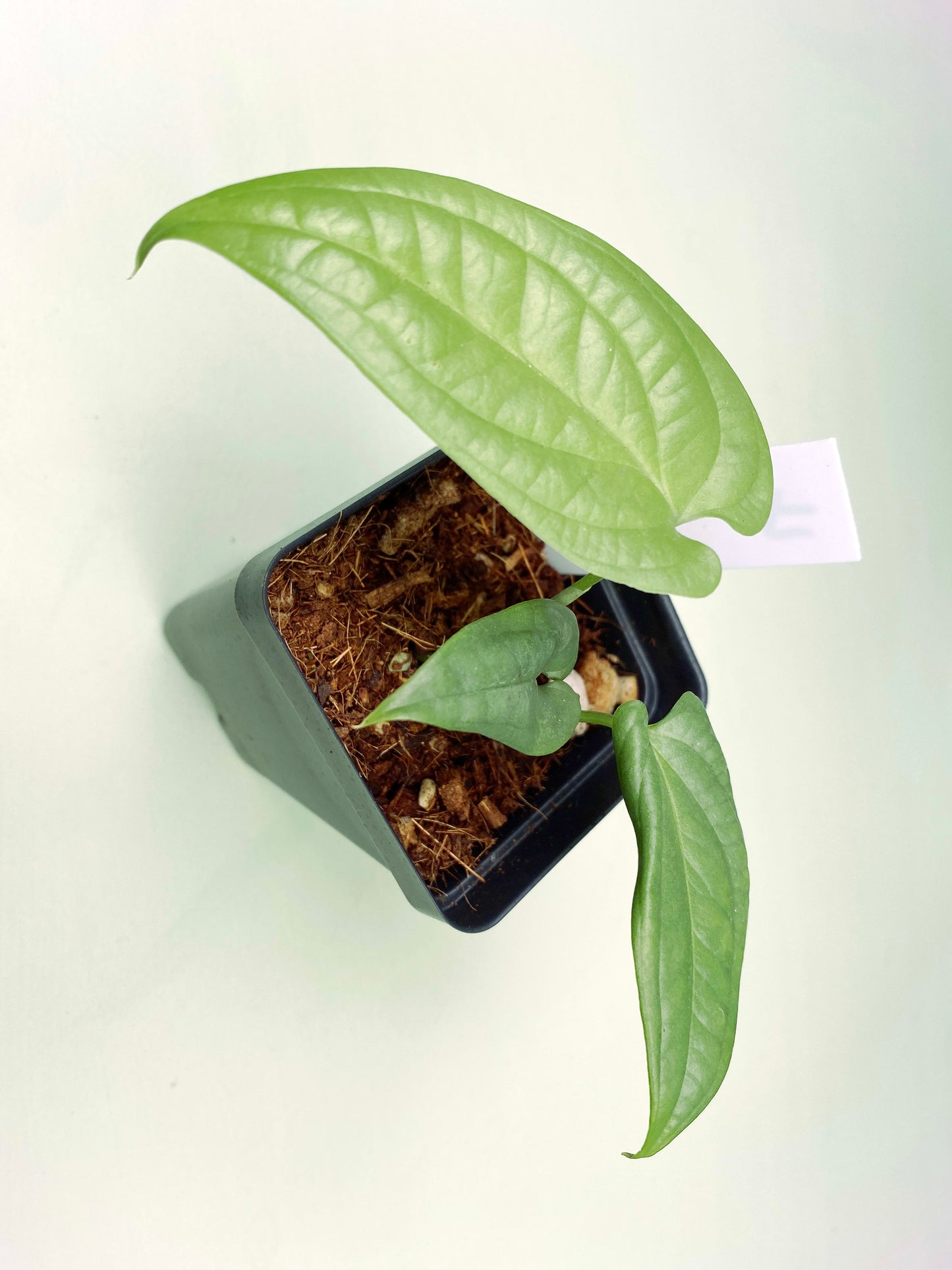 Rare Houseplant / Scindapsus Bundle K4 (3:K4) [1250] | Exact Plant