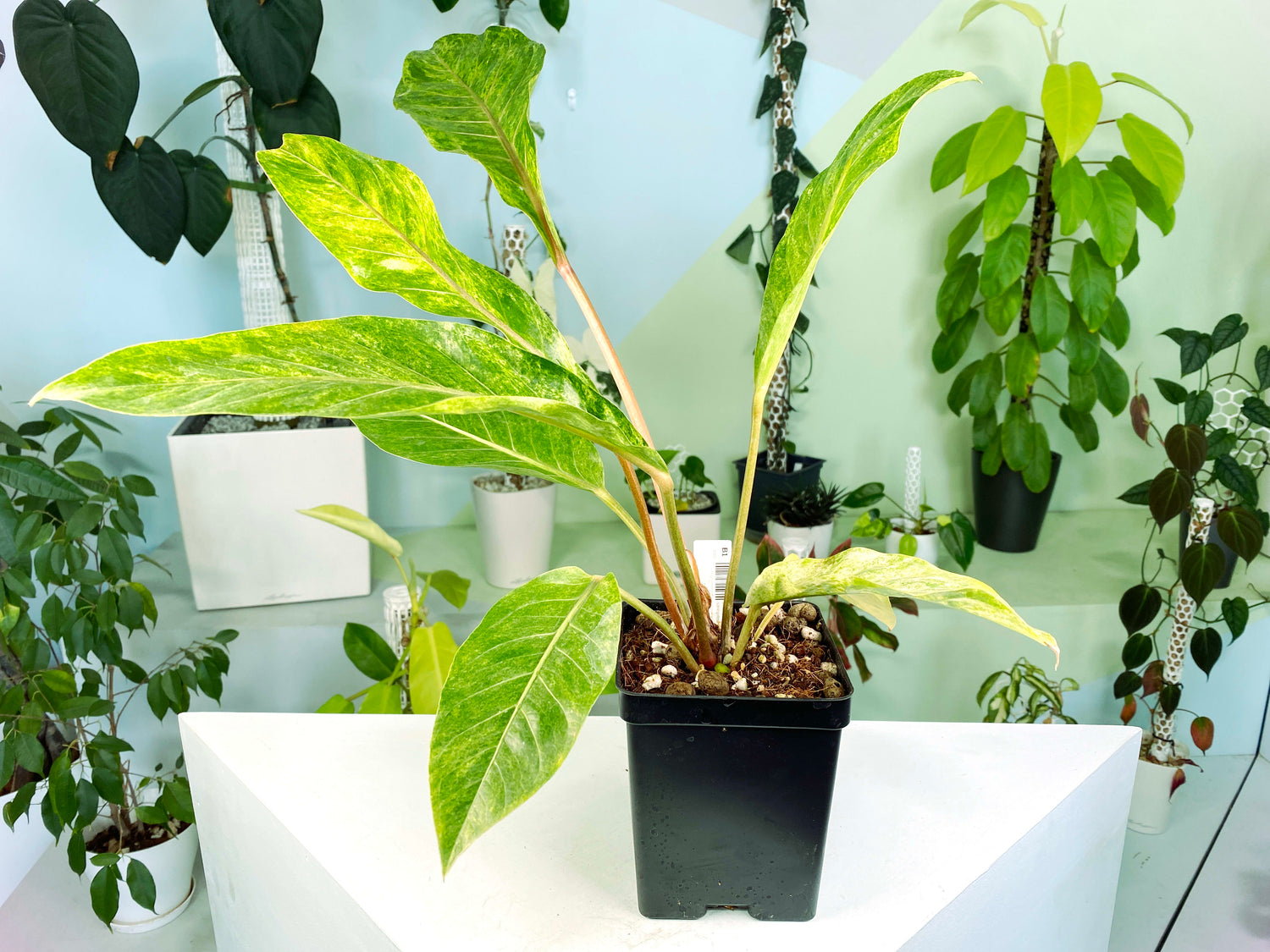 anthurium thai hybrid variegata Anthurium hookeri Black pink form variegated XL (B1)