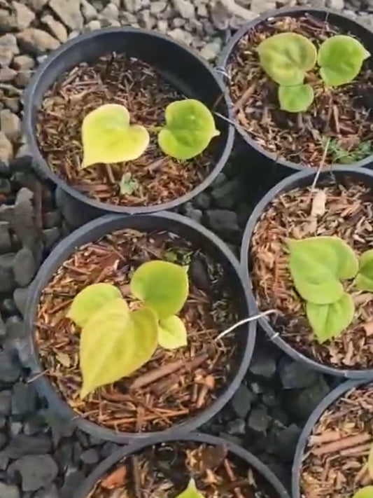 Anthurium "King of Spades" "Golden" *Preorder* (5558P:3) | Rare Aroid