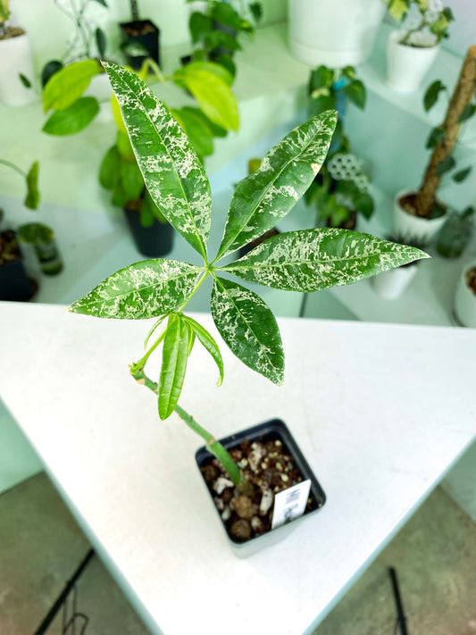Pachira glabra "Milky Way" variegated (3:M11) [1340] | US Seller | Exact Plant | In-Stock