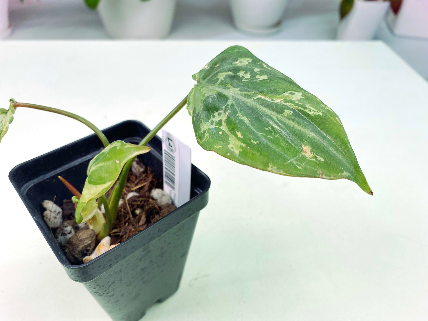 Philodendron gloriosum Variegated / mutation (3:L47) [1295] | Rare Aroid | Exact Plant